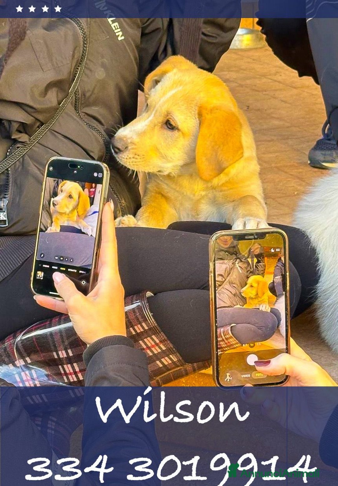 Meticcio cani in regalo: WILSON💙-cucciolo mix pastore dolcissimo.Chiamate! - Annuncio 1