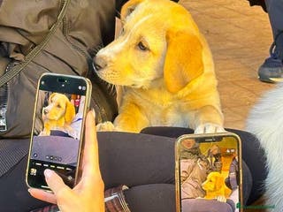 Meticcio cani WILSON💙-cucciolo mix pastore dolcissimo.Chiamate! - Annuncio 8