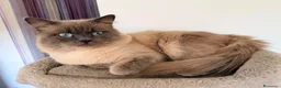 Siamese gatti in vendita: Gattini Siamese Thai / Neva Masquarada a Città metropolitana di Milano - Annuncio 2