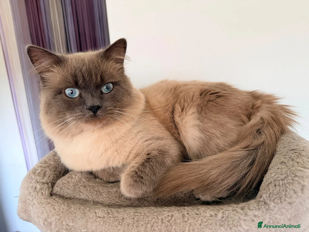 Siamese gatti in vendita: Gattini Siamese Thai / Neva Masquarada a Città metropolitana di Milano - Annuncio 2