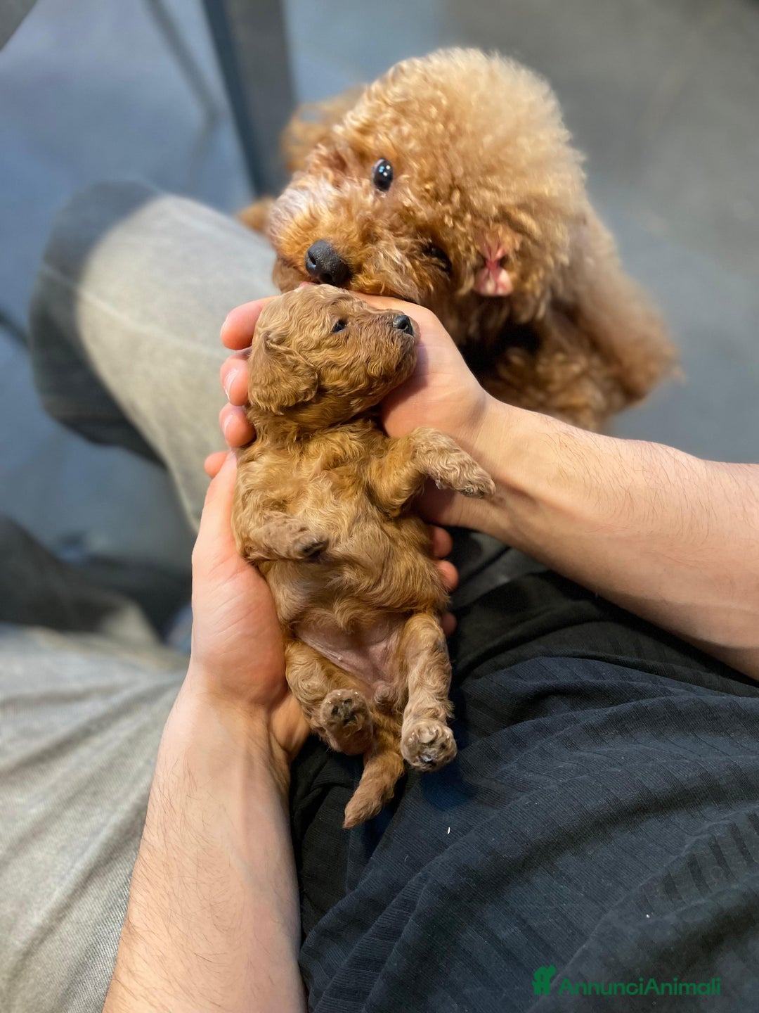 Barboncino Toy cani in vendita: Bellissimi barboncini toy Red/fulvo - Annuncio 5