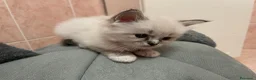 Ragdoll gatti in vendita: Gatto ragdoll - Annuncio 5