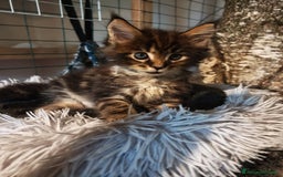 Maine Coon gatti in vendita: Cuccioli Maine Coon a Provincia di Varese - Immagine 2