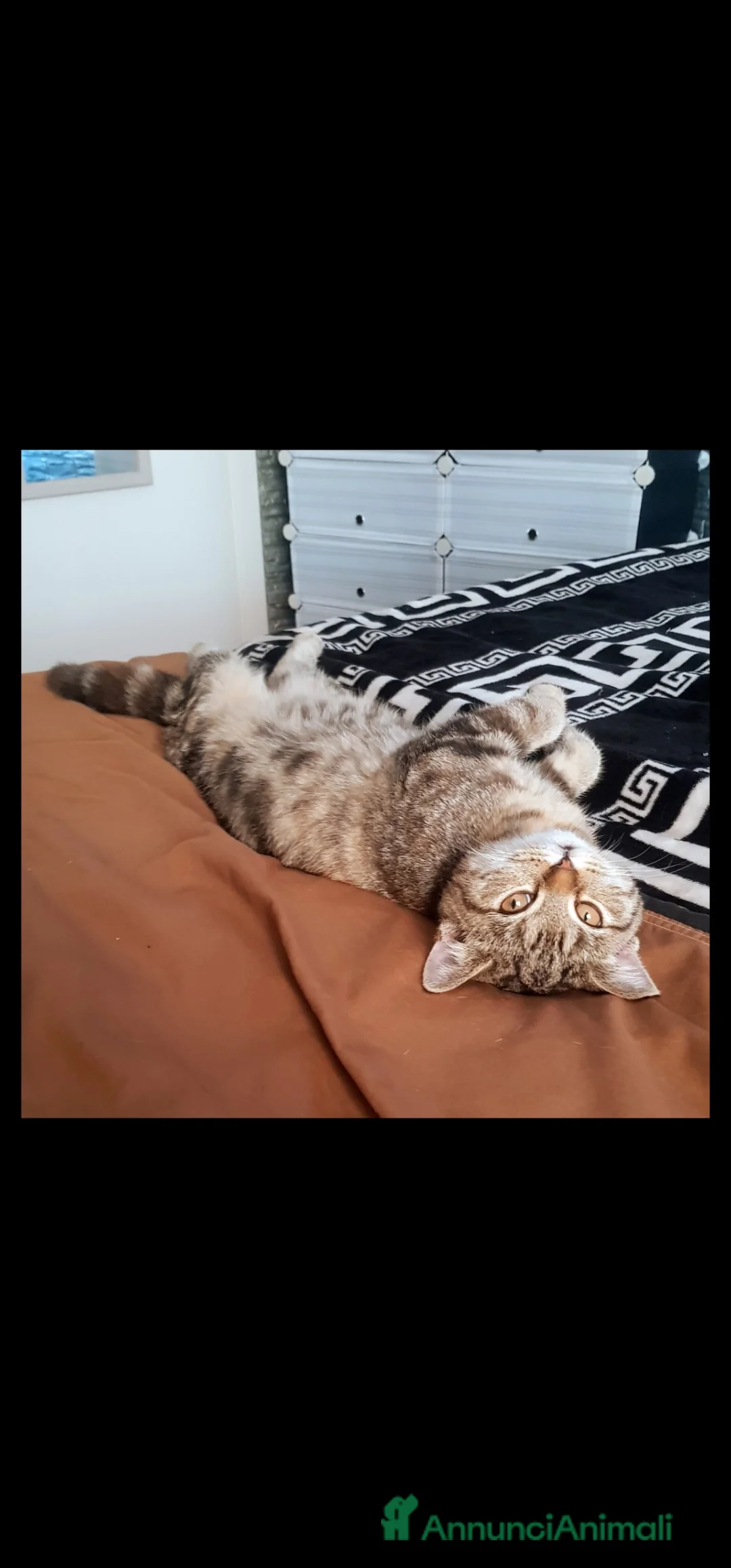 Scottish gatti in vendita: Scottish femmina  - Annuncio 3