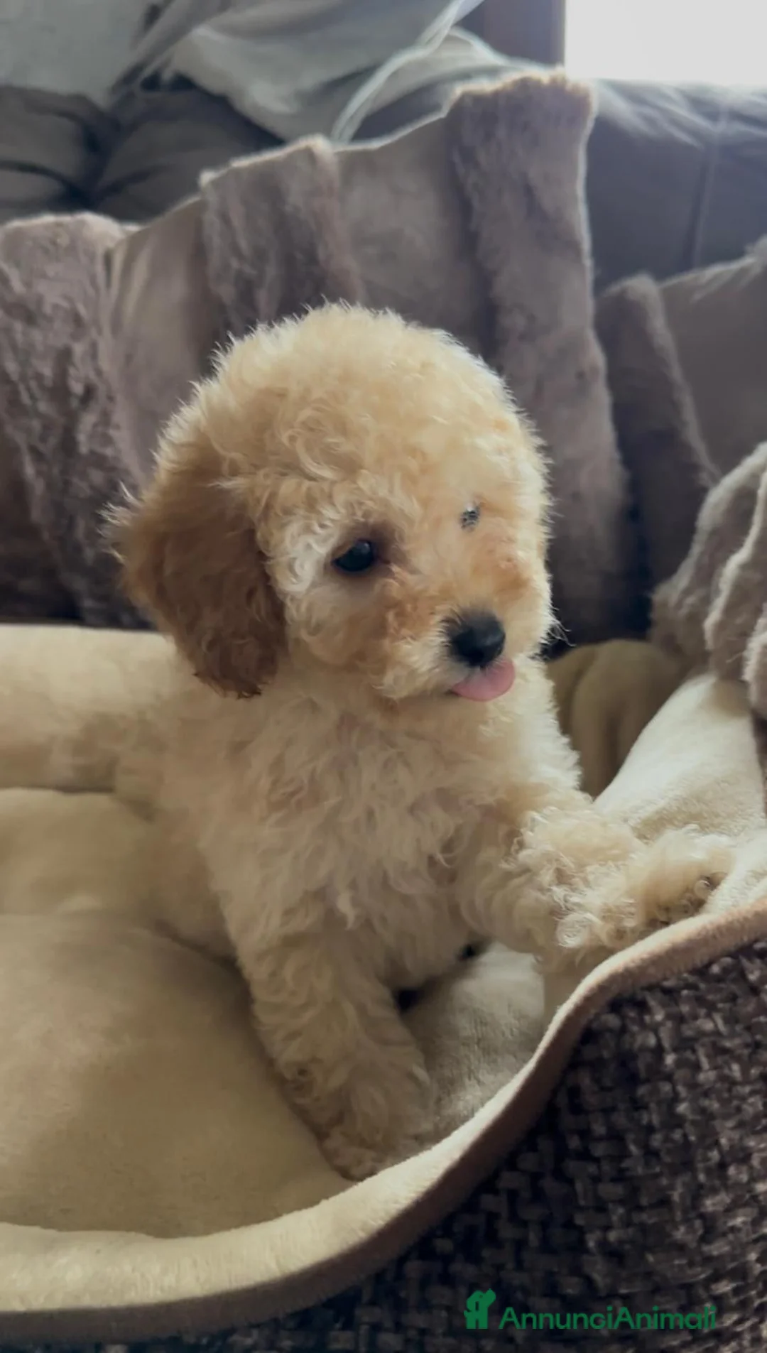 Barboncino cani in vendita: Stupendi cuccioli - Annuncio 1