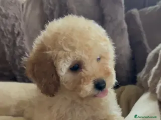 Barboncino cani Stupendi cuccioli - Annuncio 34