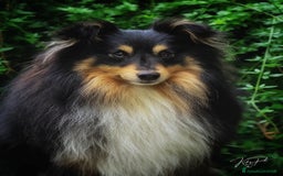 Shetland Sheepdog cani in vendita: Cuccioli Shetland sheepdog a Provincia di Alessandria - Immagine 8