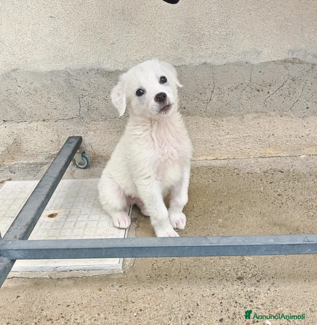 Meticcio cani in regalo: YOSHI 💙 - cucciolo mix pastore, bianco come neve - Annuncio 4