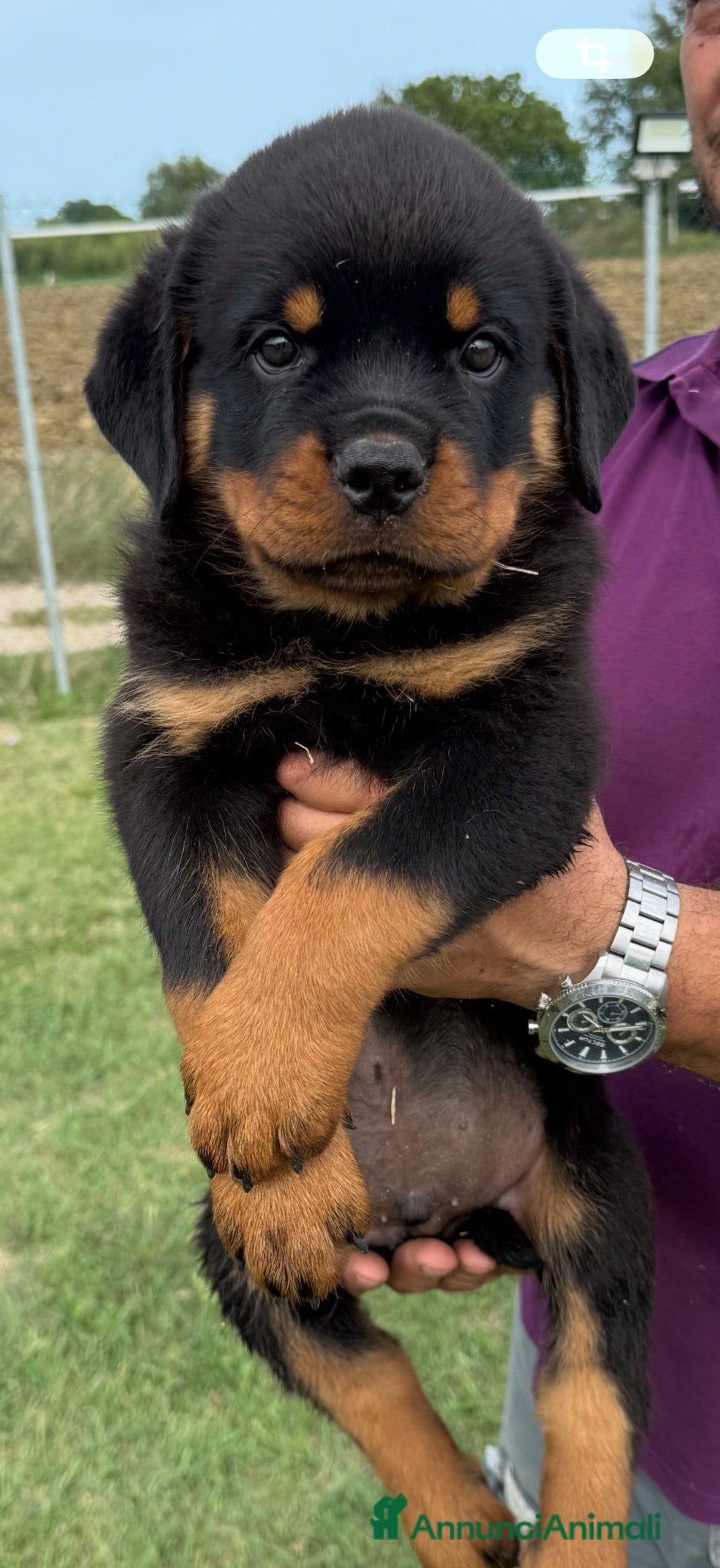 Rottweiler cani Cuccioli di Rottwelier con pedigree  - Annuncio 6