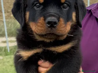 Rottweiler cani Cuccioli di Rottwelier con pedigree - Annuncio 1