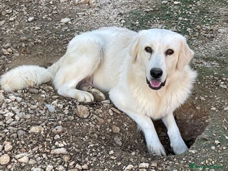 Meticcio cani LCUCKY FANTASTICO SIMIL GOLDERINO - Annuncio 17