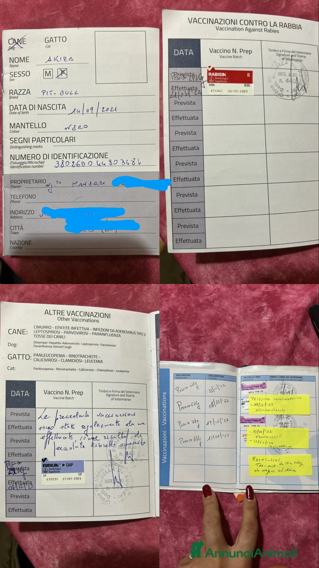 Pitbull cani in regalo: Regalo Pitbull Akira 4 anni - Annuncio 6