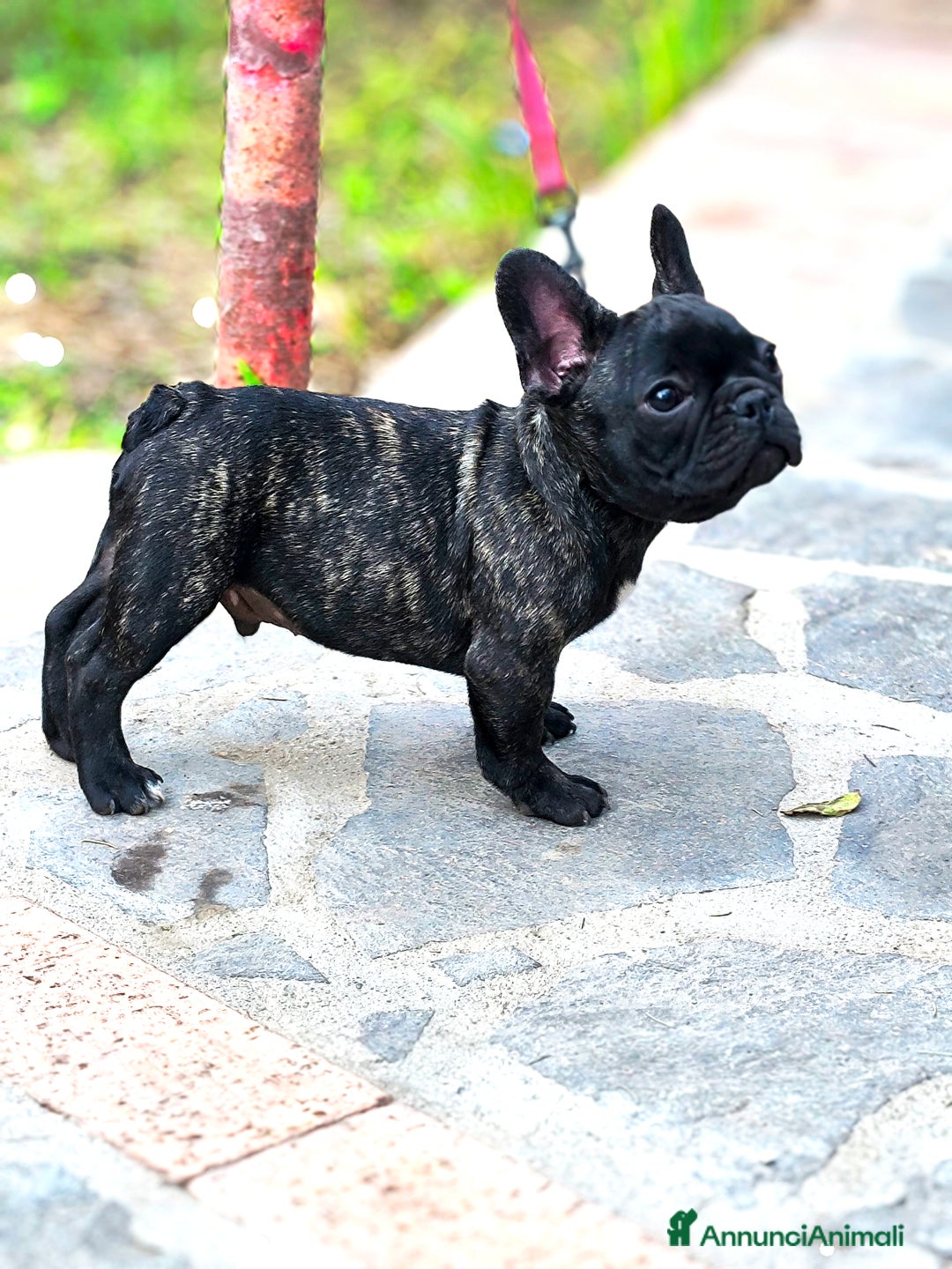 Bulldog Francese cani in vendita: Bulldog francese cuccioli enci a Provincia di Salerno - Annuncio 26