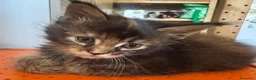 Maine Coon gatti in vendita: MAINE COON SHADED PREGIATI cuccioli  - Annuncio 4