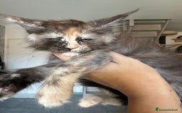 Maine Coon gatti in vendita: Cuccioli di Mainecoon  - Immagine 5