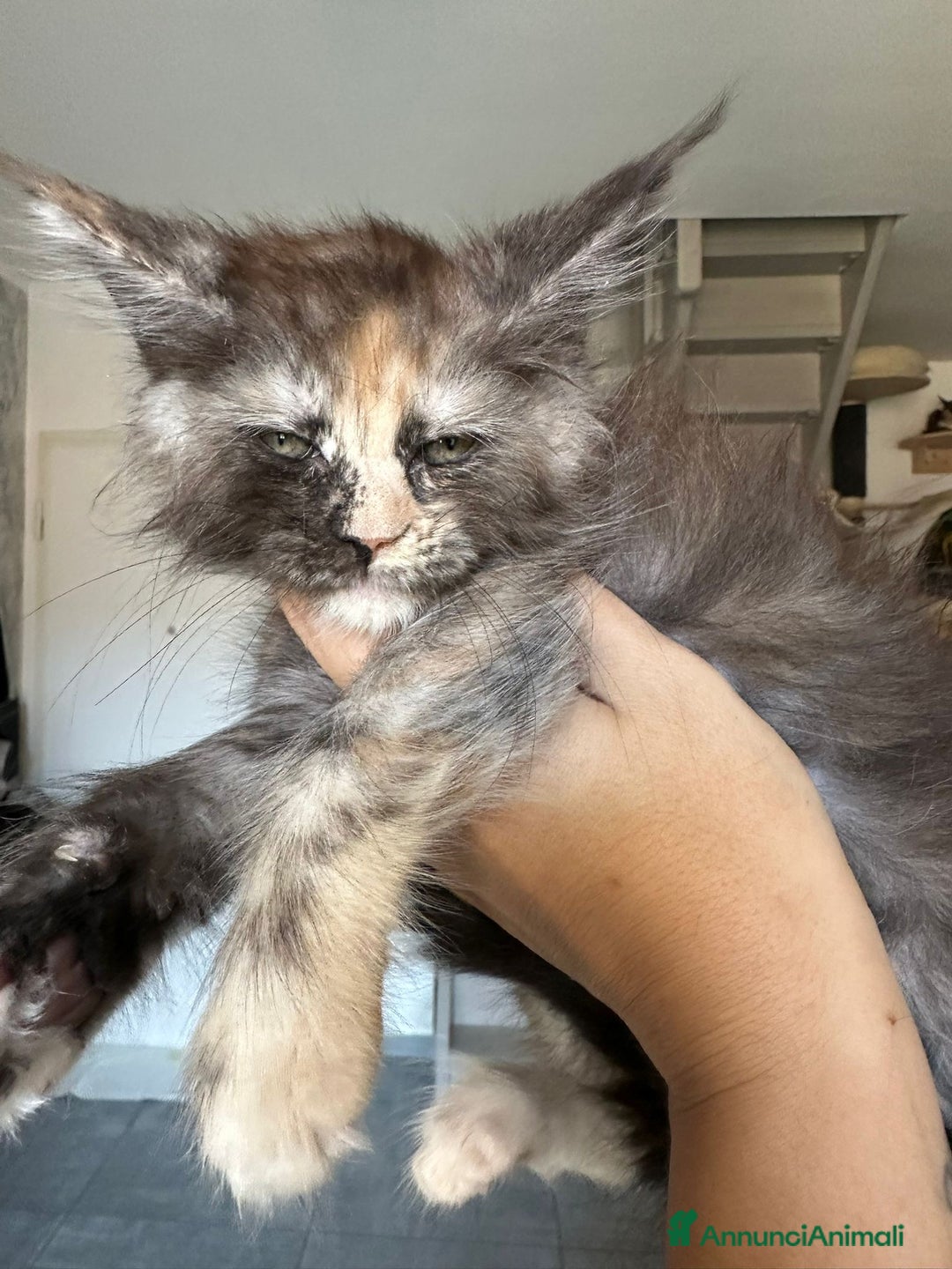 Maine Coon gatti in vendita: Cuccioli di Mainecoon  - Immagine 5