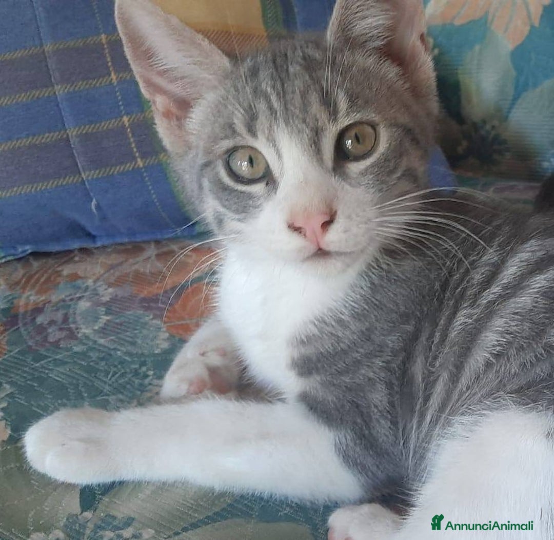 Europeo gatti in regalo: DENNY, tenero micino in adozione! - Annuncio 6