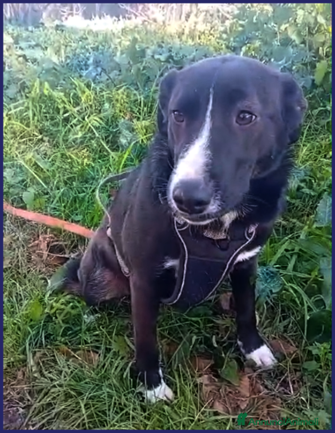 Meticcio cani in regalo: ALMA giovanissima dolce coccolona! - Annuncio 3