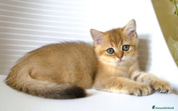 British gatti in vendita: BRITISH GOLDEN SHORTHAIR  - Immagine 2
