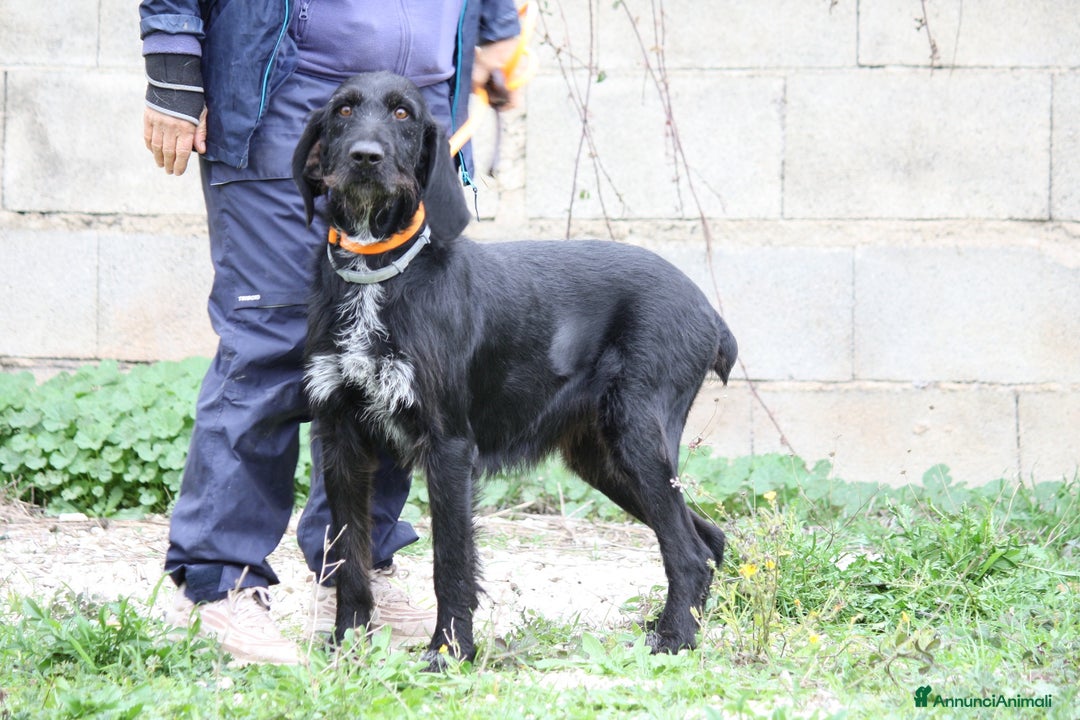 Meticcio cani in regalo: Astrid in adozione - Annuncio 4