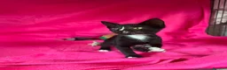 Meticcio gatti in regalo: Gattina dolcissima  - Annuncio 2