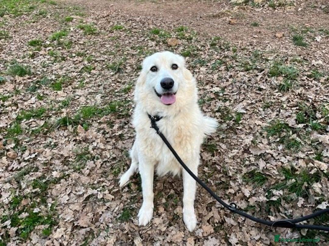 Meticcio cani in regalo: CREMA 5anni una bella timidina! Buona! - Annuncio 4