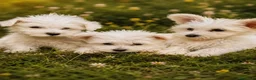 Maltese cani in vendita: Maltesini toy Genitori Visibili  - Annuncio 3