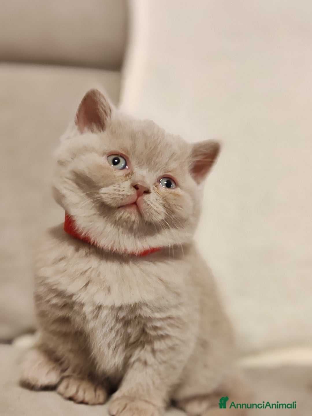 Scottish gatti in vendita: British S. straight femmina - Annuncio 9