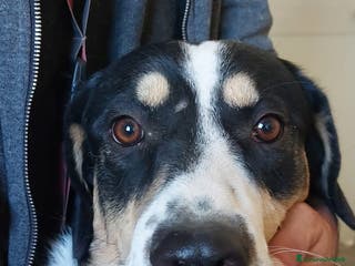 Meticcio cani Pablo - Annuncio 38