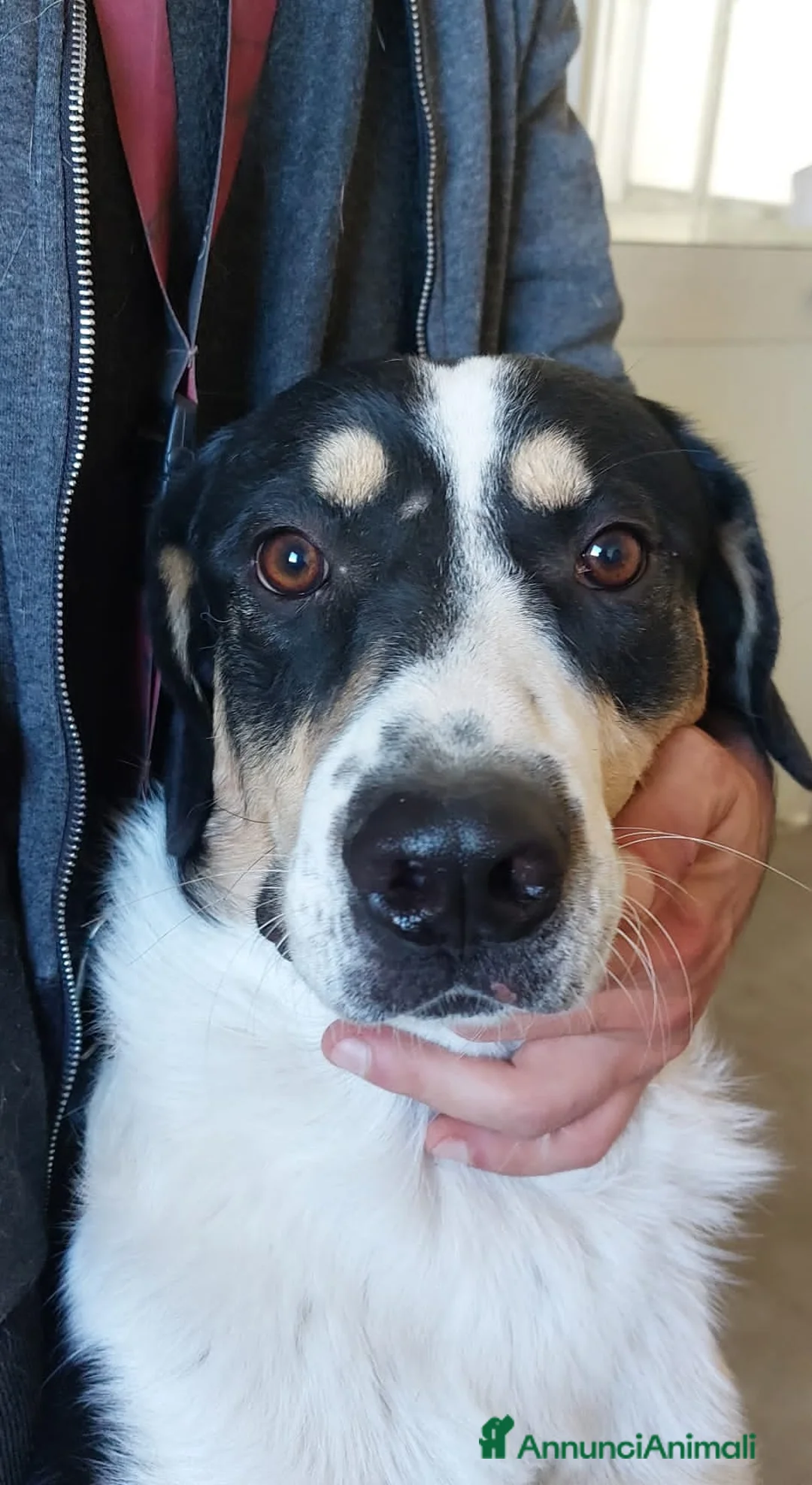 Meticcio cani in regalo: Pablo  - Annuncio 1