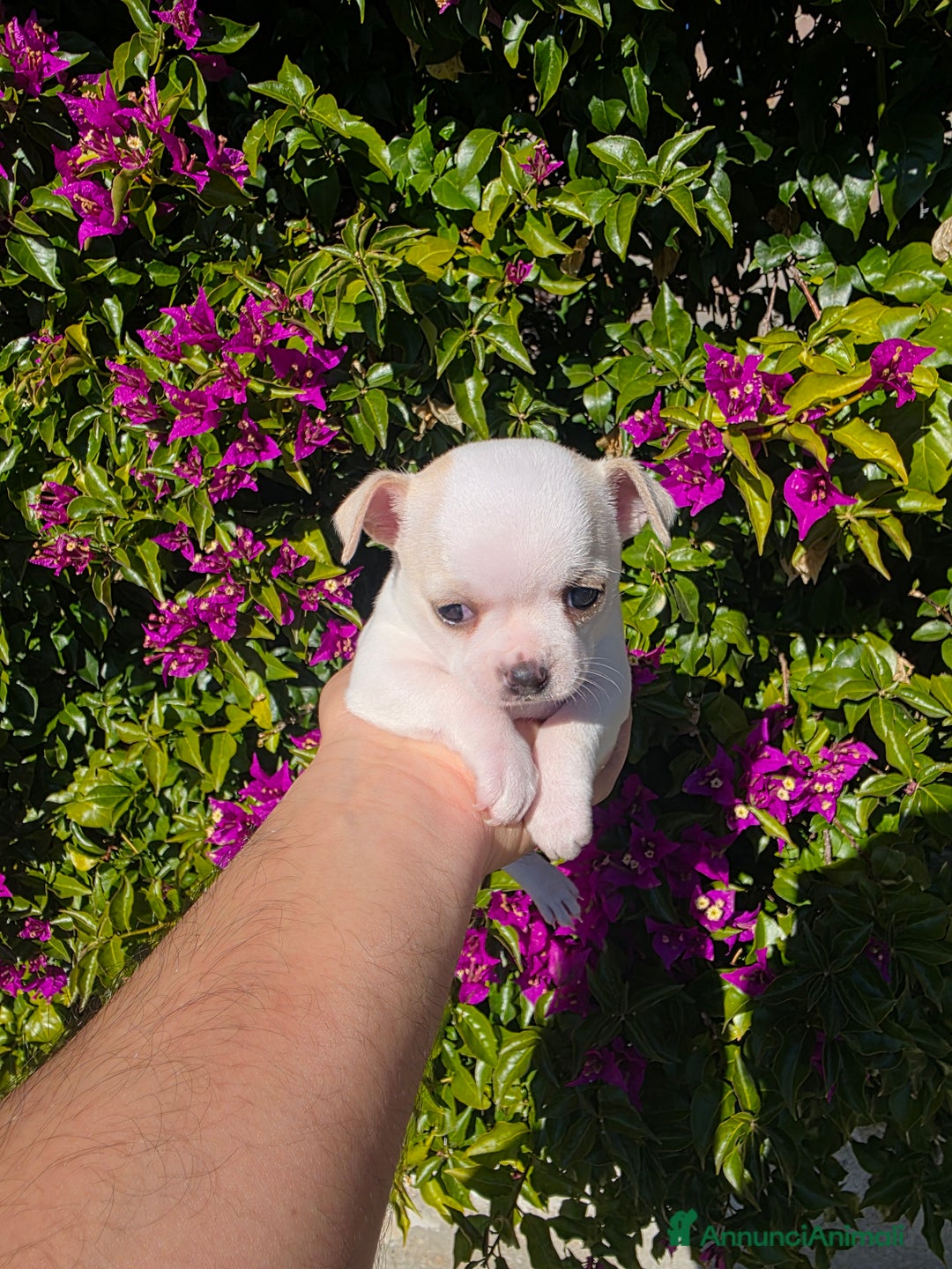 Chihuahua cani in vendita: Dolcissimi Chihuahua bianchi  - Annuncio 5