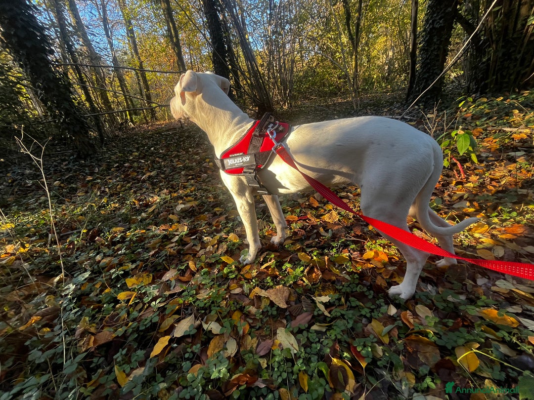 Dogo Argentino cani in regalo: Dogo argentino femmina 8 mesi - Annuncio 3