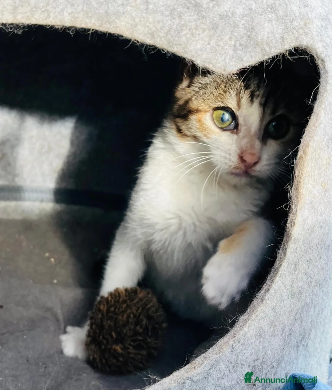 Europeo gatti in regalo: Gattina cerca casa - Annuncio 4