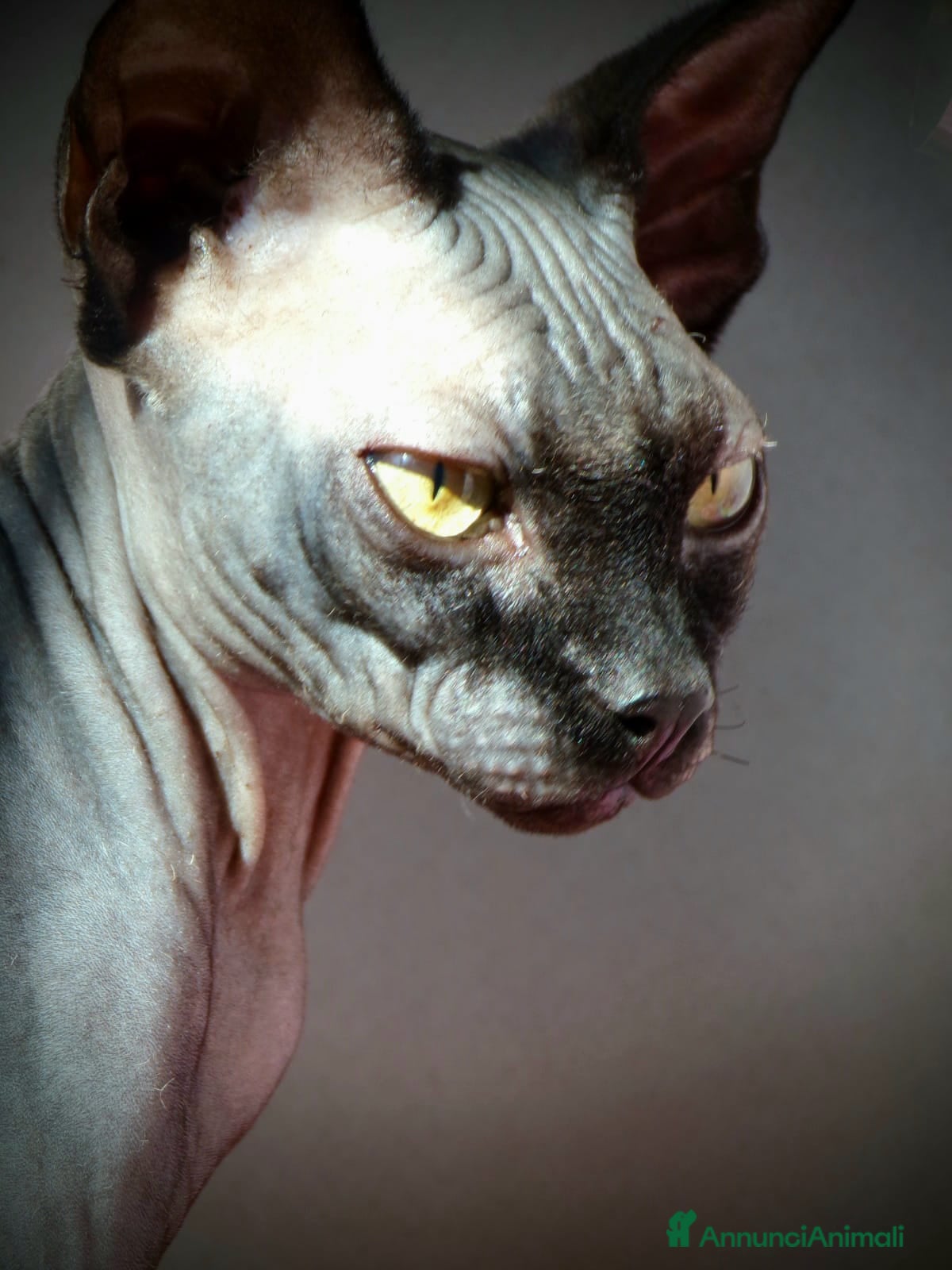 Sphynx gatti Sphynx per accoppiamento maschio a Provincia di Savona - Annuncio 1