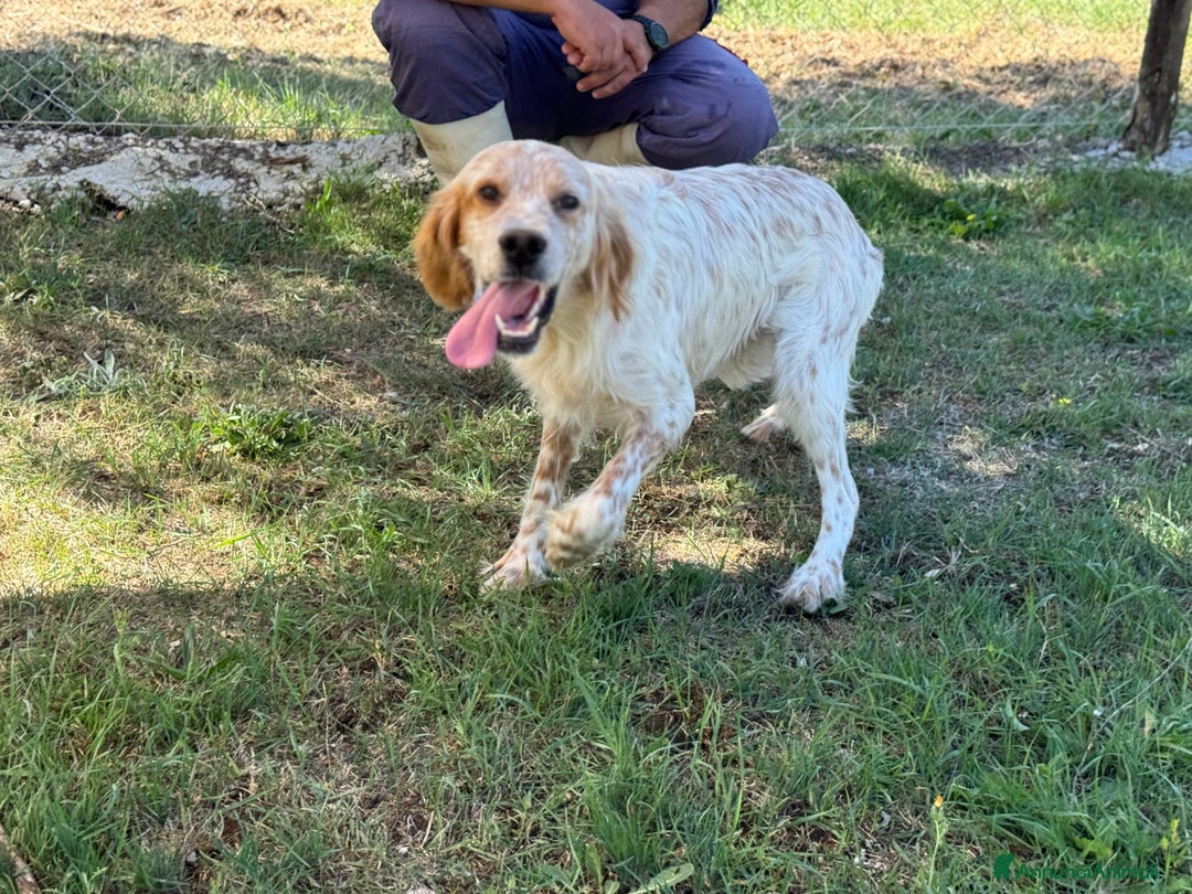 Setter Inglese cani in regalo: Spritz cucciolone similSetter socievole - Immagine 4