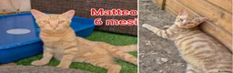 Altre razze gatti in regalo: GATTINI BISOGNOSI IN CERCA D'AMORE  a Città Metropolitana di Bologna - Annuncio 8