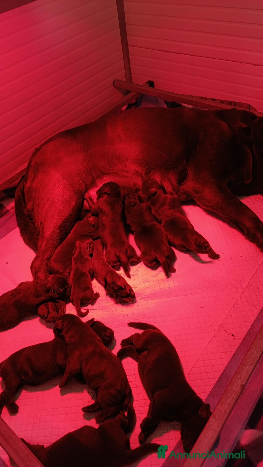 Labrador cani in vendita: cuccioli labrador cocholate - Annuncio 2