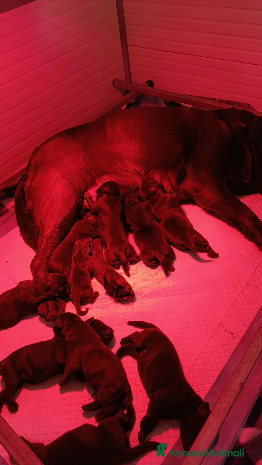 Labrador cani in vendita: cuccioli labrador cocholate - Annuncio 2