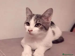 Meticcio gatti Tommy micio dolcissimo - Annuncio 6