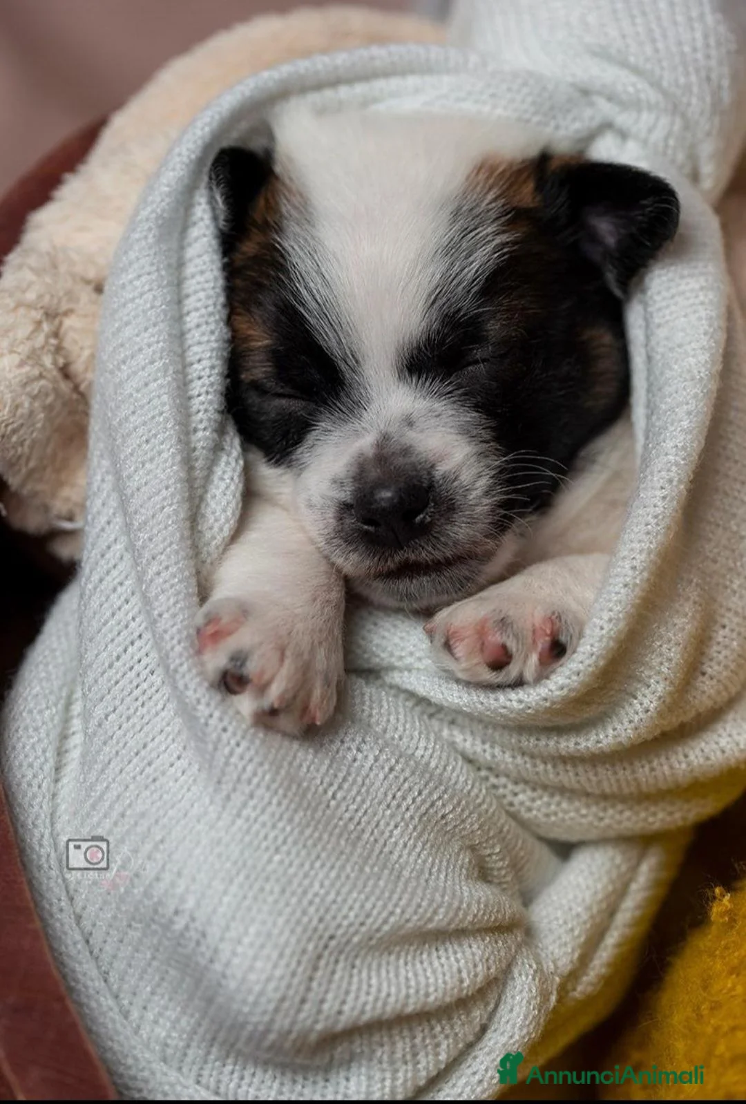 Jack Russell cani in vendita: 𝕊𝕋𝕌ℙ𝔼ℕ𝔻𝕀 ℂ𝕌ℂℂ𝕀𝕆𝕃𝕀 𝕁𝔸ℂ𝕂 ℝ𝕌𝕊𝕊𝔼𝕃𝕃 a Città metropolitana di Roma Capitale - Annuncio 1