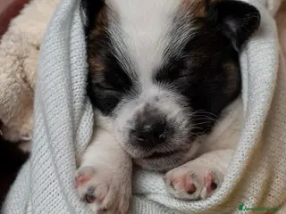 Jack Russell cani 𝕊𝕋𝕌ℙ𝔼ℕ𝔻𝕀 ℂ𝕌ℂℂ𝕀𝕆𝕃𝕀 𝕁𝔸ℂ𝕂 ℝ𝕌𝕊𝕊𝔼𝕃𝕃 - Annuncio 4