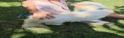Meticcio cani in regalo: Paco: taglia piccola socievole e dolce con tutti  - Annuncio 4