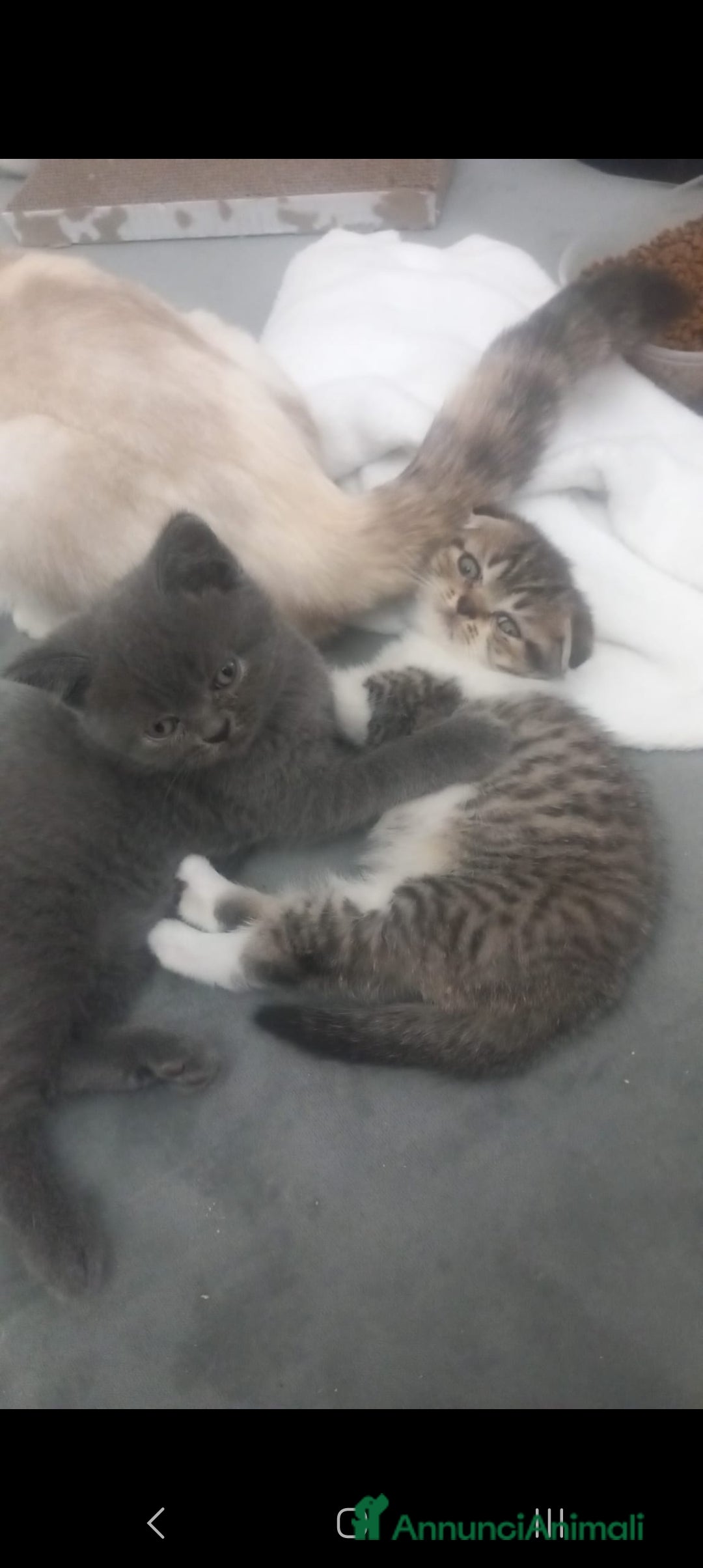 Scottish gatti Schottich Fold  - Annuncio 2