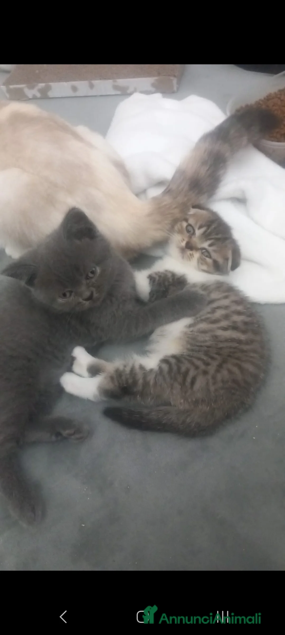 Scottish gatti in vendita: Schottich Fold  - Annuncio 2