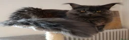 Maine Coon gatti in vendita: Cucciola Maine Coon - Annuncio 6