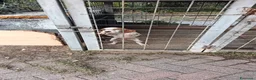 Meticcio cani in vendita: Cucciolo da tartufi di 2 mesi ,Già avviato a Provincia di Fermo - Annuncio 2