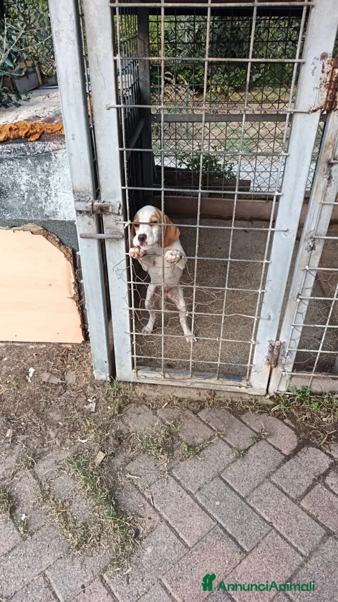 Meticcio cani in vendita: Cucciolo da tartufi di 2 mesi ,Già avviato a Provincia di Fermo - Annuncio 2
