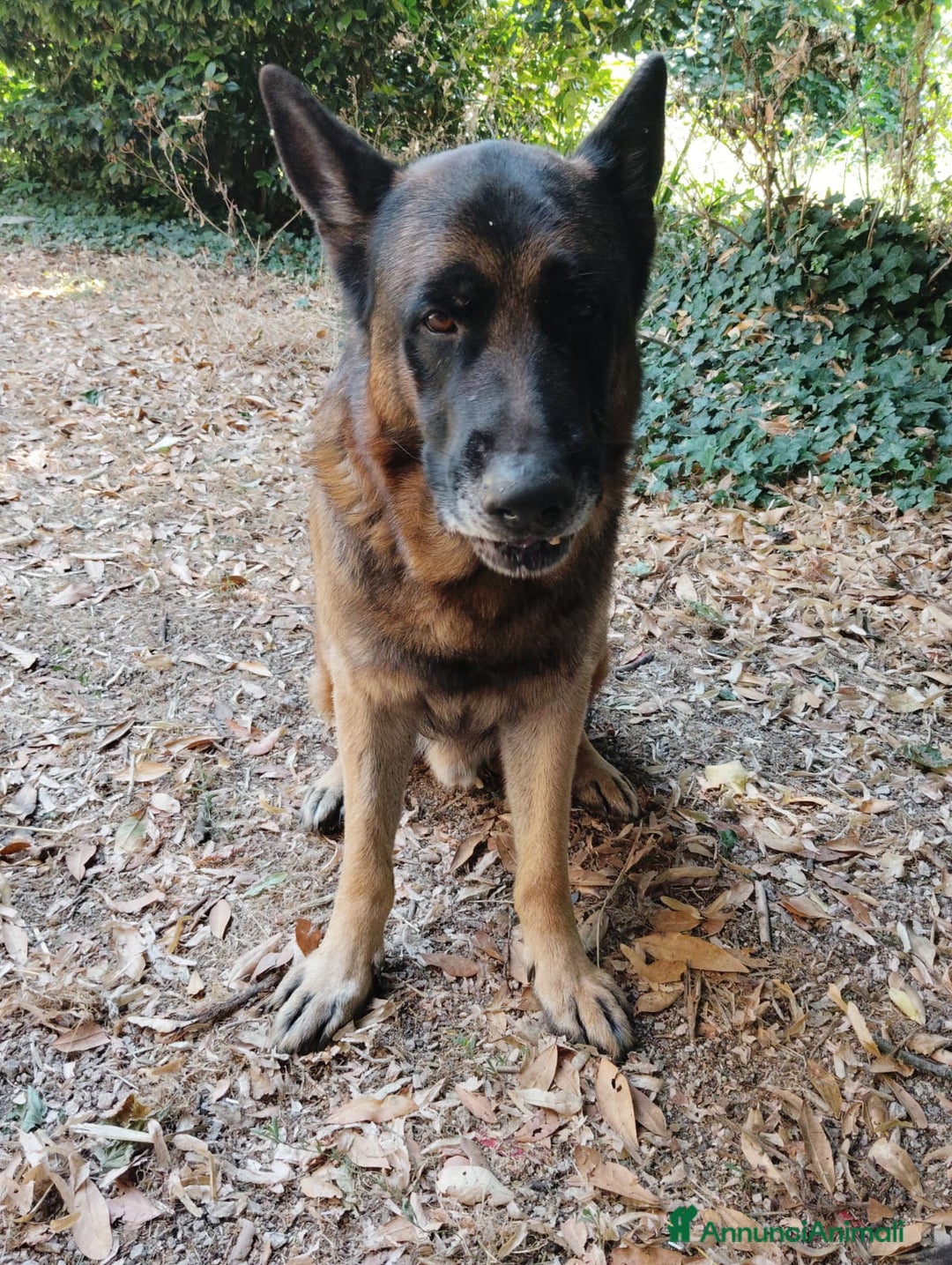 Pastore Tedesco cani in vendita: Cuccioli figli di pastori tedeschi perfetti a Città metropolitana di Roma Capitale - Immagine 4