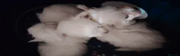 Maltese cani in vendita: Maltipoo  - Annuncio 2