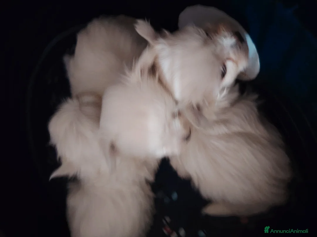 Maltese cani in vendita: Maltipoo  - Annuncio 2